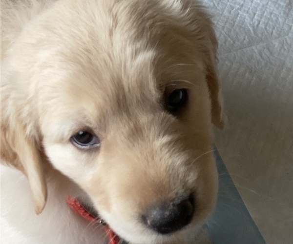 Medium Photo #4 Golden Retriever Puppy For Sale in LYNNWOOD, WA, USA