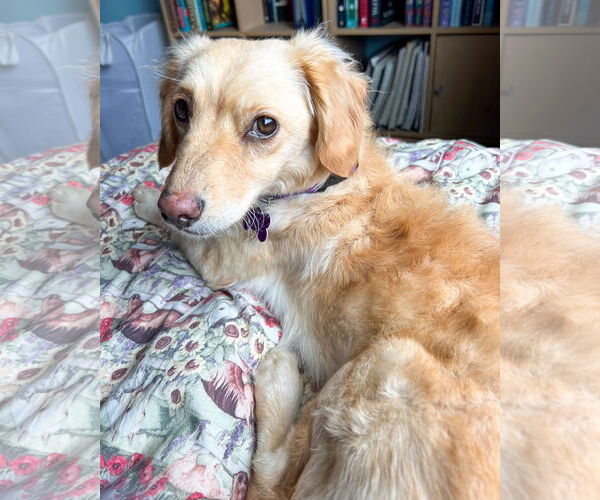 Medium Photo #2 Chihuahua-Cocker Spaniel Mix Puppy For Sale in Corona, CA, USA