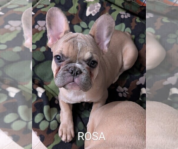 Medium Photo #6 French Bulldog Puppy For Sale in MCKINLEYVILLE, CA, USA