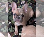 Small Photo #6 French Bulldog Puppy For Sale in MCKINLEYVILLE, CA, USA