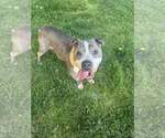Small #1 Mutt