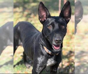 Labrador Retriever-Unknown Mix Dogs for adoption in Texas City, TX, USA