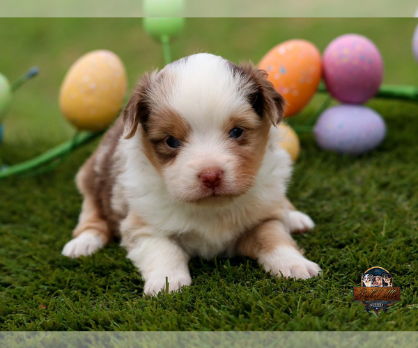 Medium Photo #13 Miniature Australian Shepherd Puppy For Sale in GRANBURY, TX, USA