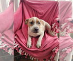 Small #4 American Pit Bull Terrier Mix