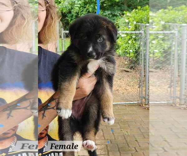 Medium Photo #2 German Shepherd Dog-Unknown Mix Puppy For Sale in Royal Palm Beach, FL, USA