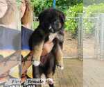 Small #1 German Shepherd Dog Mix