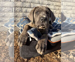 Mutt Dogs for adoption in Goodyear, AZ, USA