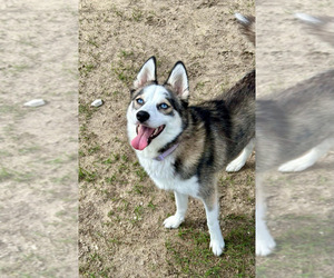 Mother of the Pomsky puppies born on 03/05/2026