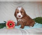 Small #1 Goldendoodle (Miniature)