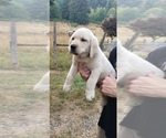 Small #16 Labrador Retriever