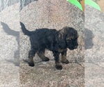 Small #4 Poodle (Miniature)-Poodle (Standard) Mix