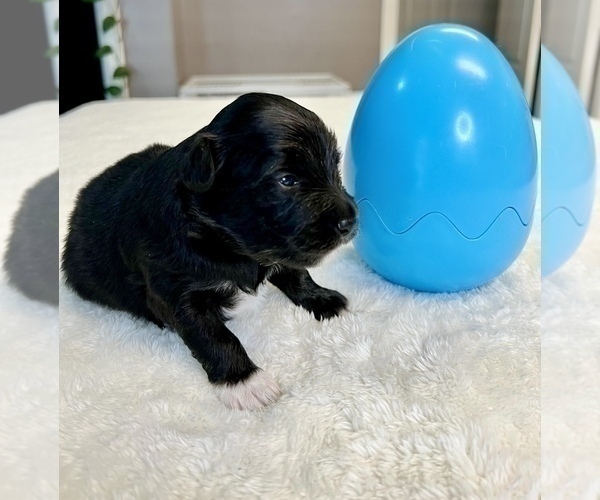 Medium Photo #11 Aussiedoodle Miniature  Puppy For Sale in CLOVER, SC, USA