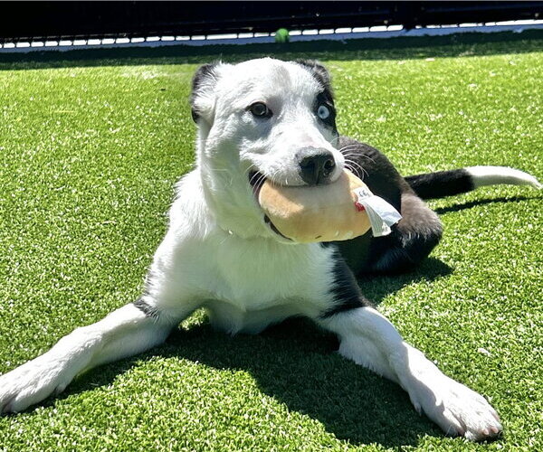 Medium Photo #2 Mutt Puppy For Sale in Salinas, CA, USA