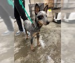 Small #3 Mutt