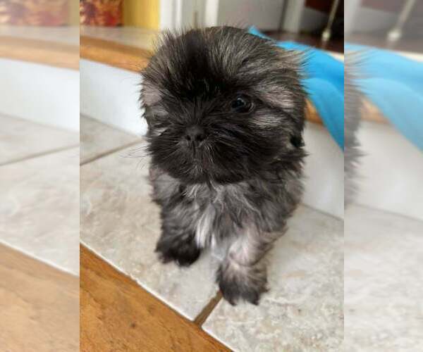 Medium Photo #4 Shih Tzu Puppy For Sale in WINGATE, NC, USA