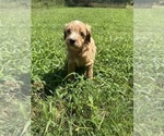 Small #2 Goldendoodle