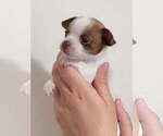 Small #1 Chihuahua