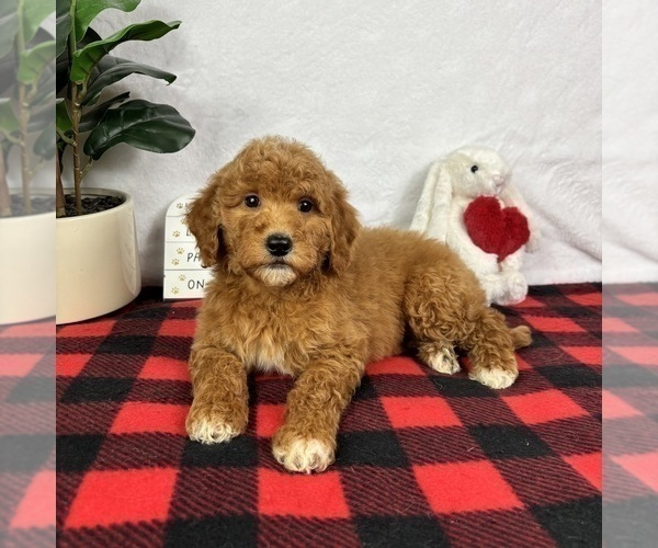Medium Photo #4 Goldendoodle (Miniature) Puppy For Sale in GREENFIELD, IN, USA