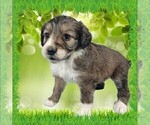 Small #1 Bernedoodle (Miniature)
