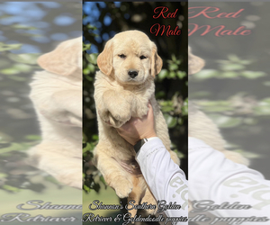 Golden Retriever Puppy for sale in LEOMA, TN, USA