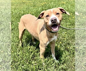 American Staffordshire Terrier-Unknown Mix Dogs for adoption in Pittsburgh, PA, USA