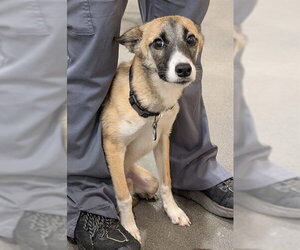 Siberian Husky-Unknown Mix Dogs for adoption in Forestville, MD, USA