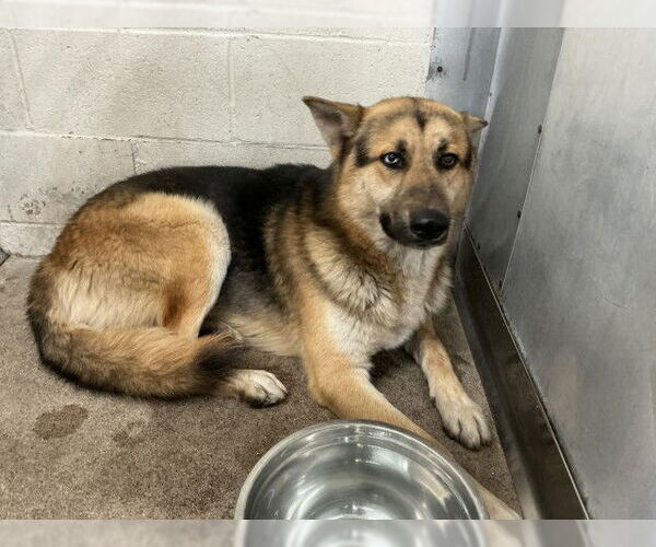 Medium Photo #1 German Shepherd Dog Puppy For Sale in San Bernardino, CA, USA