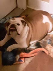 Mother of the English Bulldogge puppies born on 01/29/2019