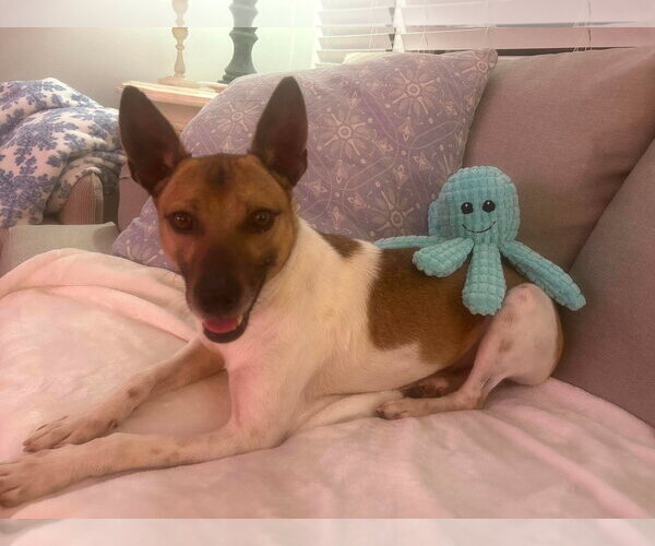 Medium Photo #3 Jack-Rat Terrier Puppy For Sale in Westwood, NJ, USA