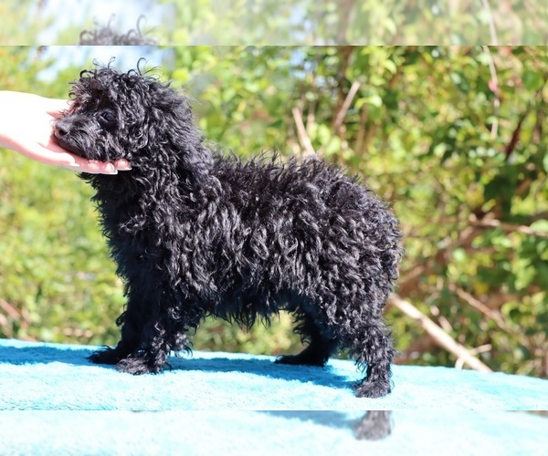 Medium Photo #44 Poodle (Toy) Puppy For Sale in DYERSBURG, TN, USA