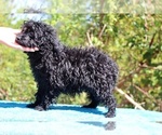Small #43 Poodle (Toy)