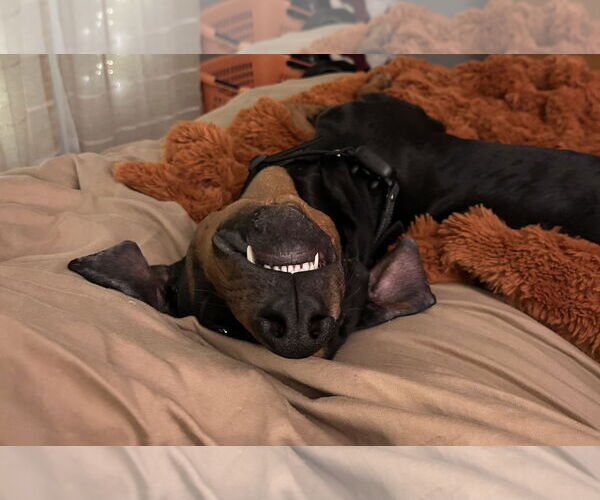 Medium Photo #6 Doberman Pinscher Puppy For Sale in Minneaoplis, MN, USA