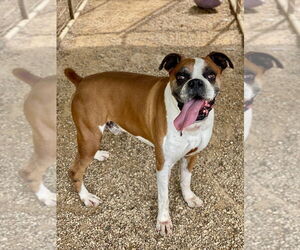 Boxer Dogs for adoption in Austin, TX, USA