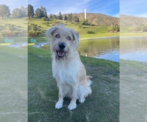 Huskies -Wheaten Terrier Mix Dogs for adoption in San Diego, CA, USA