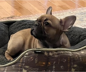 French Bulldog Puppy for sale in BOLIVAR, MO, USA