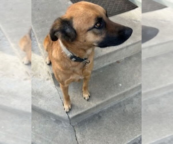 Medium Photo #4 Mutt Puppy For Sale in Dana Point, CA, USA