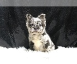 Puppy Zion AKC French Bulldog