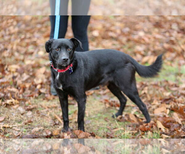 Medium Photo #2 Borador Puppy For Sale in Cookeville, TN, USA