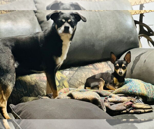 Medium Photo #3 Chihuahua-Unknown Mix Puppy For Sale in Westwood, NJ, USA