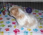 Small #11 Shih Tzu