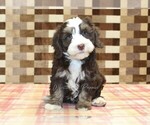 Small #2 Bernedoodle (Miniature)