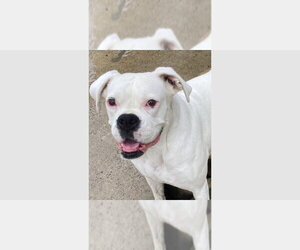 Boxer Dogs for adoption in Austin, TX, USA