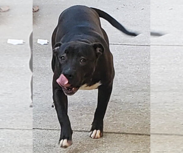 Medium Photo #27 Mutt Puppy For Sale in Pompano Beach , FL, USA