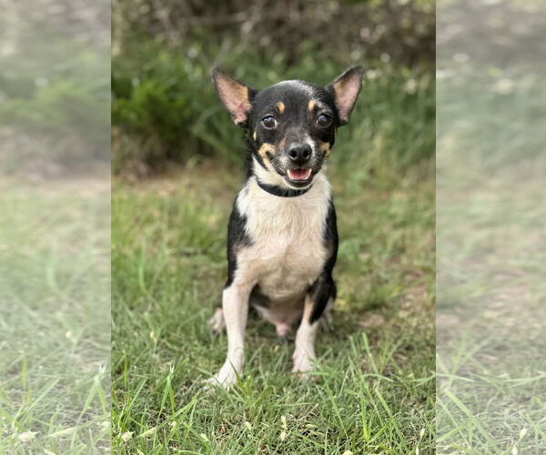 Medium Photo #5 Chihuahua-Unknown Mix Puppy For Sale in PIPE CREEK, TX, USA