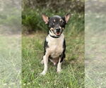 Small #4 Chihuahua Mix