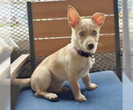 Small #2 Mutt