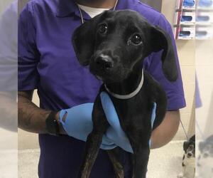 Doberman Pinscher-Unknown Mix Dogs for adoption in Conroe, TX, USA