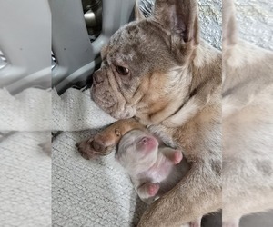 Mother of the French Bulldog puppies born on 04/17/2025
