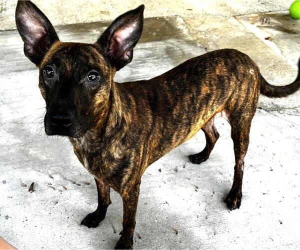 Medium Photo #3 Plott Hound-Unknown Mix Puppy For Sale in Yardley, PA, USA