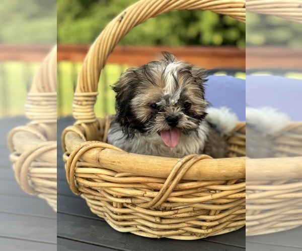 Medium Photo #2 Shih Tzu Puppy For Sale in GREENFIELD, IN, USA